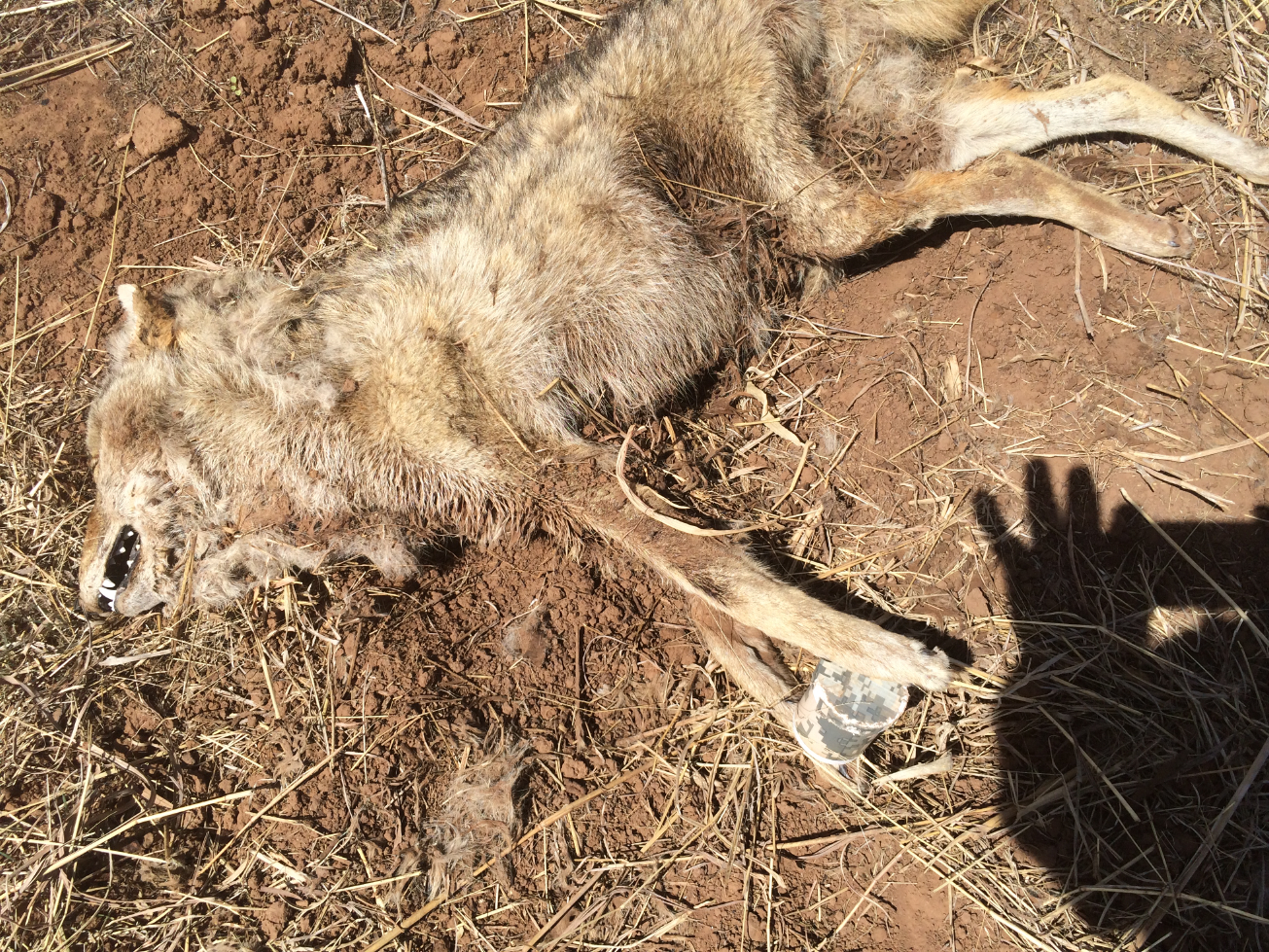 coyote geocacher2.jpg