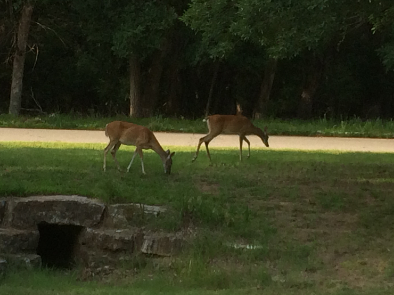 deer boiling springs2.jpg