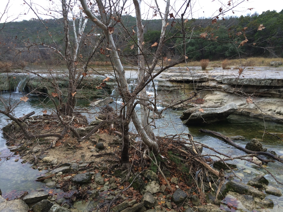 ctu glenrose root systems.jpg
