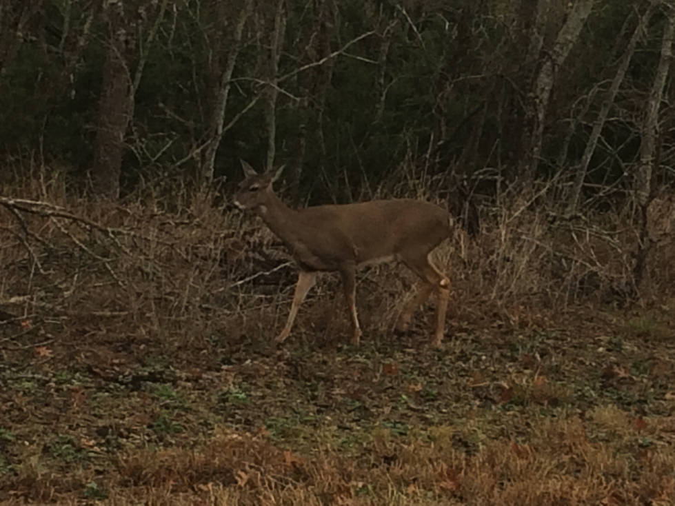 homestead deer2.jpg