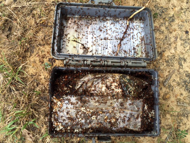 ant house 1.jpg