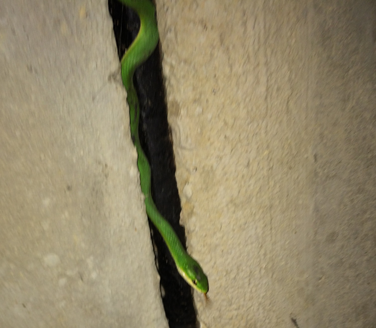 visiting green snake.jpg