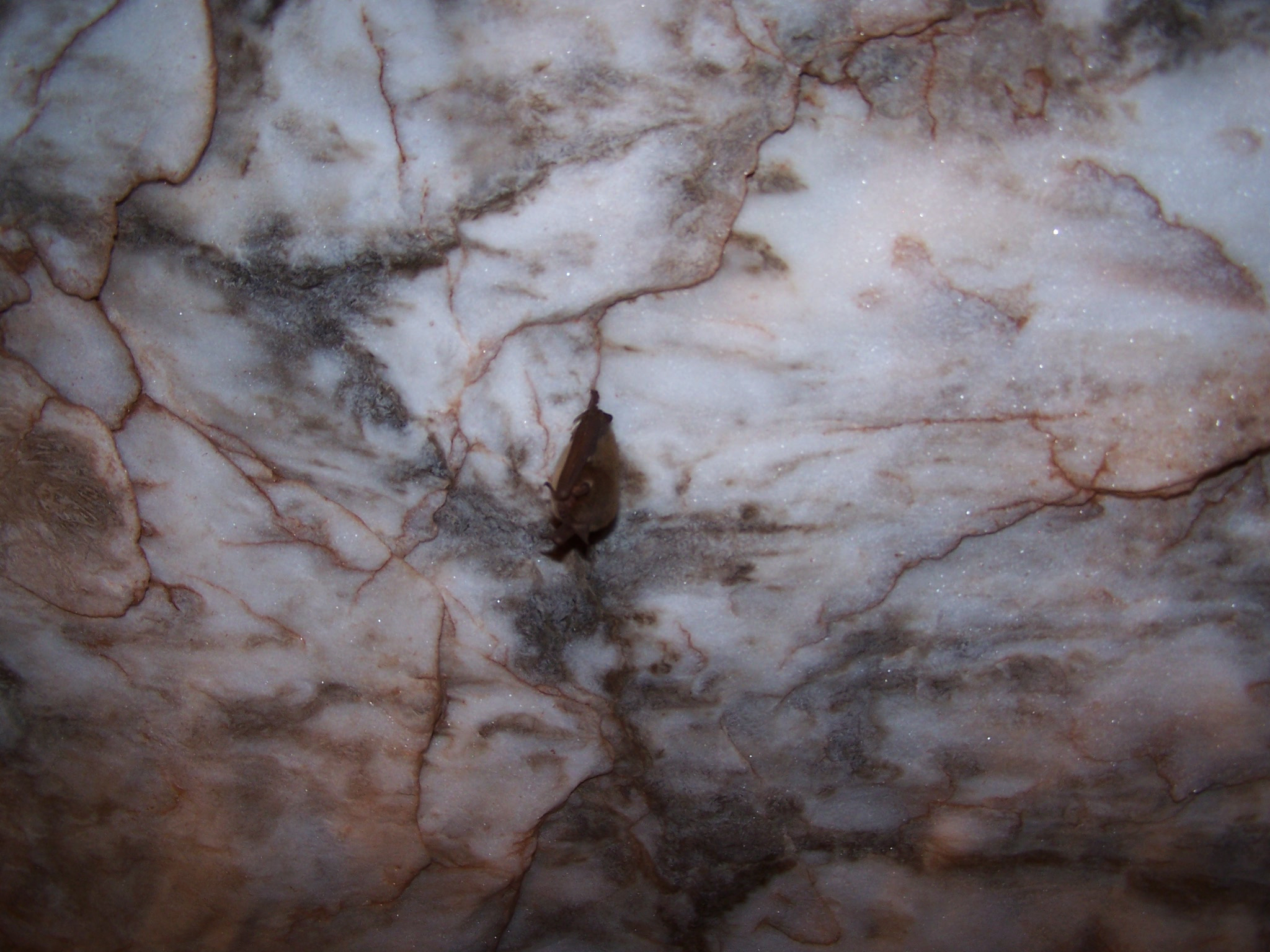 alabast bat ct40.jpg