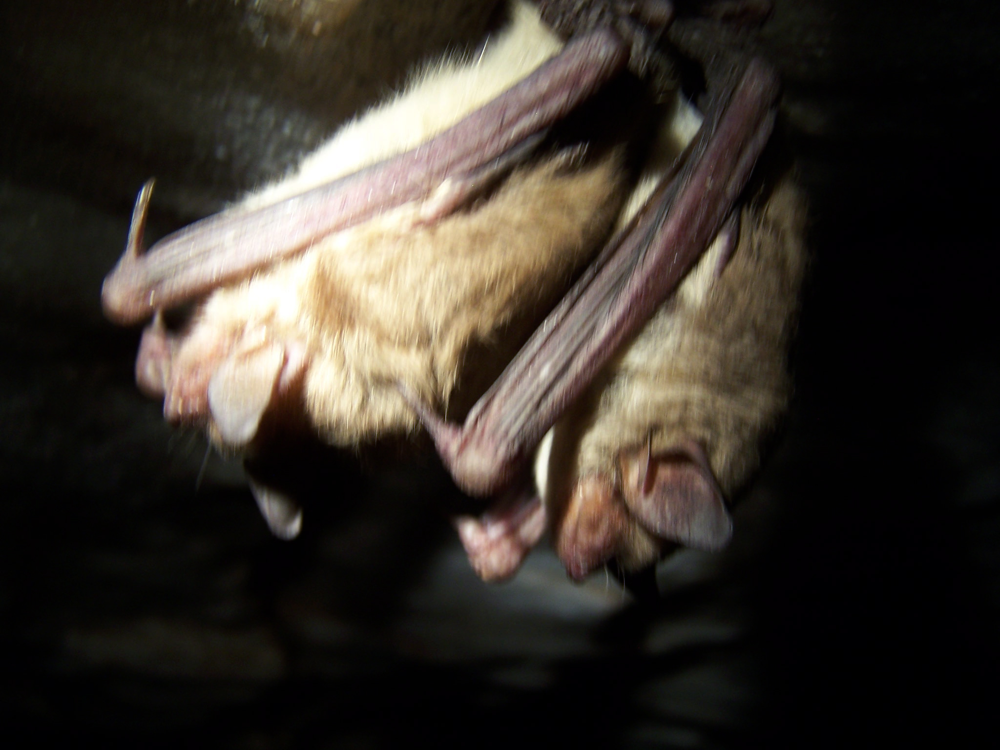 alabast bat ct44.jpg