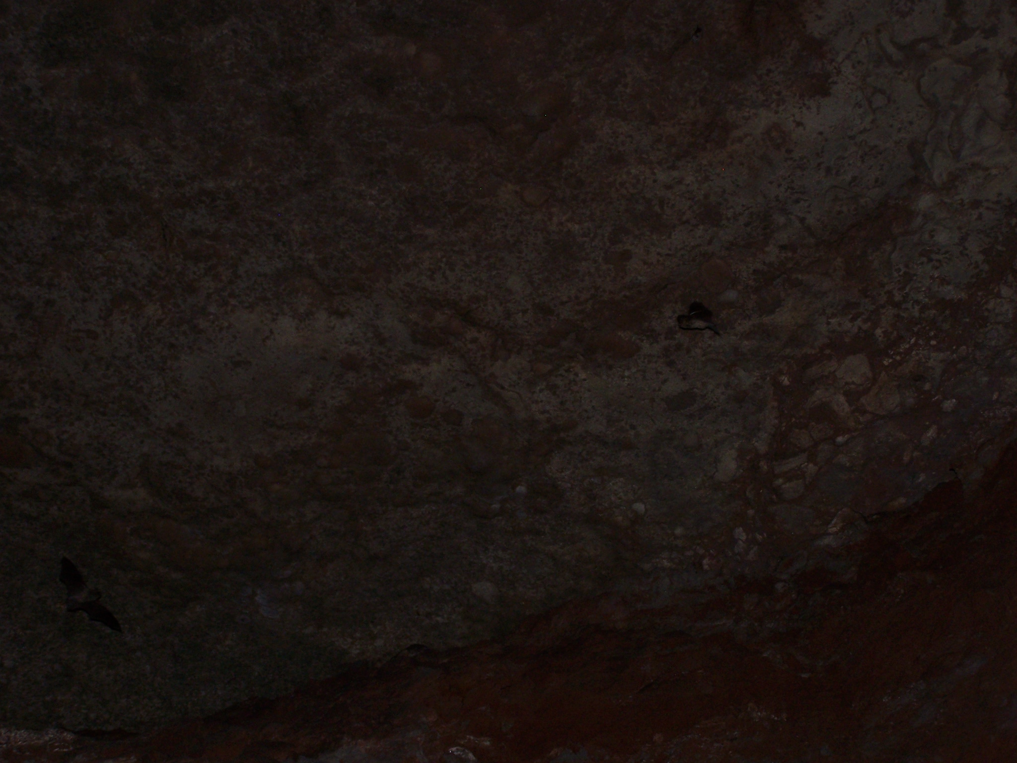 alabast bat ct63.jpg
