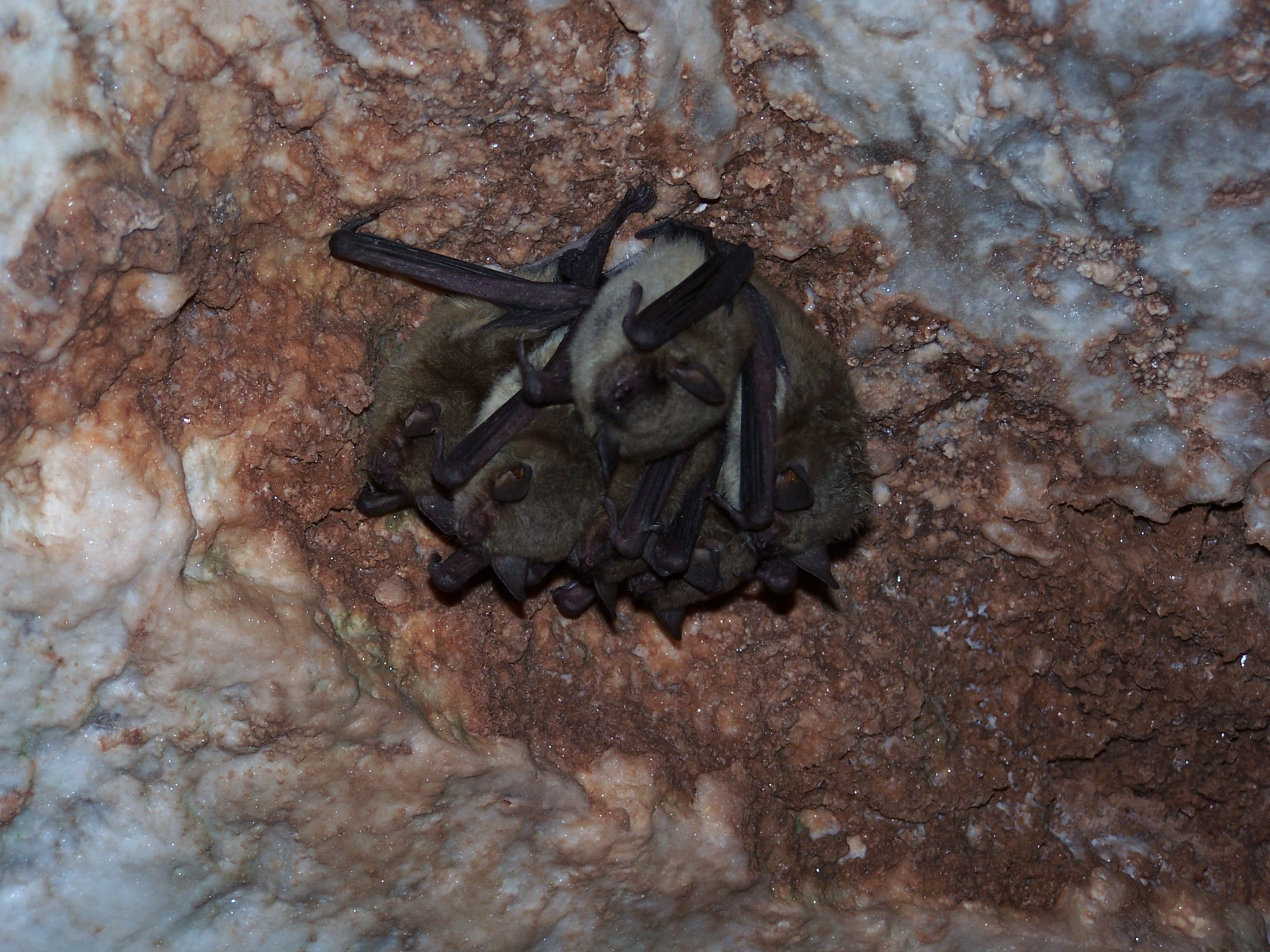 alabast bat ct67.jpg