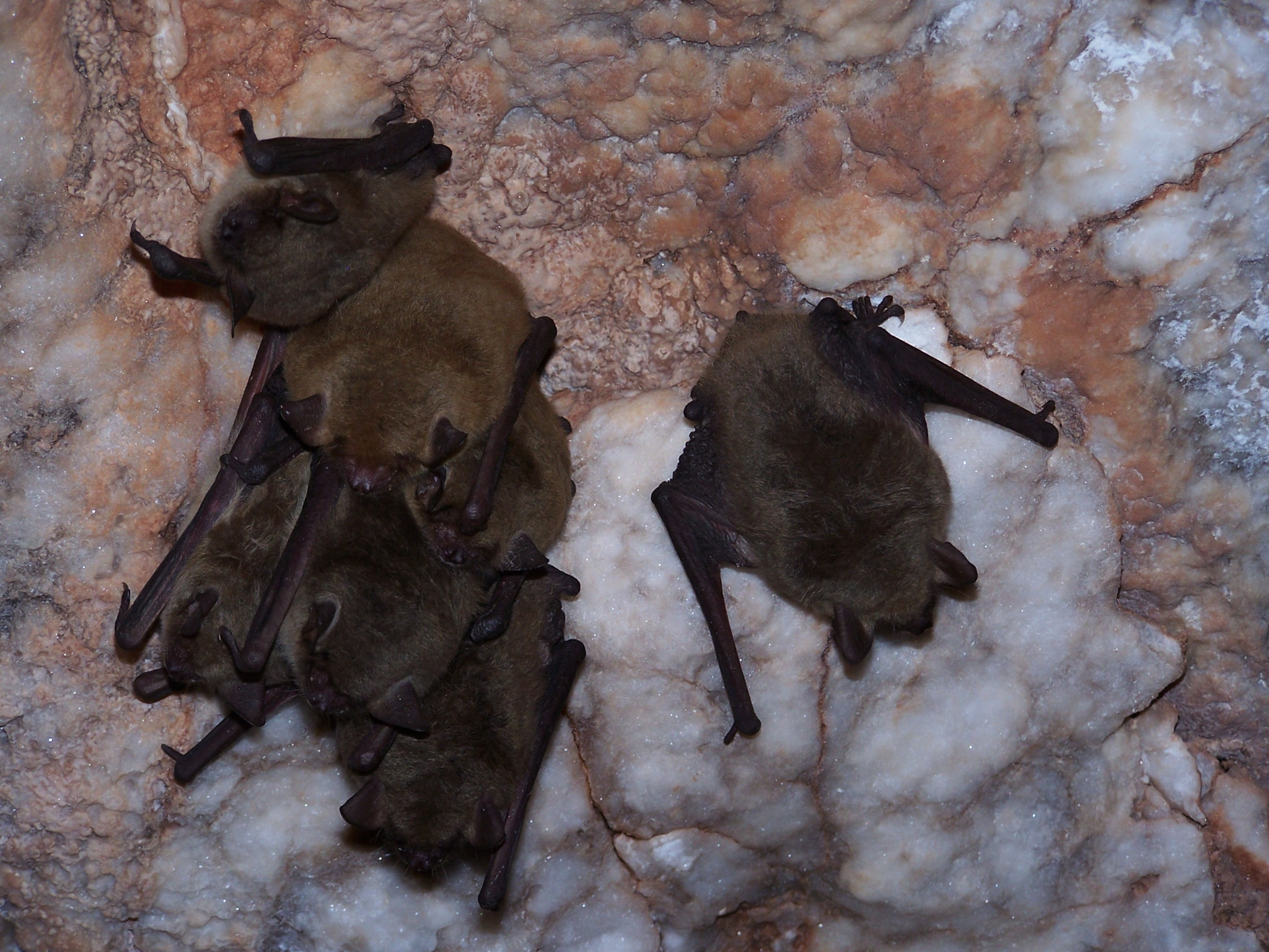 alabast bat ct71.jpg