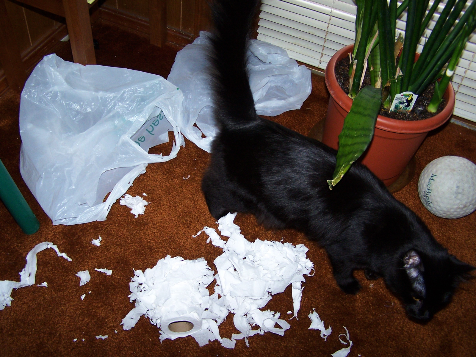 meatball tp.jpg