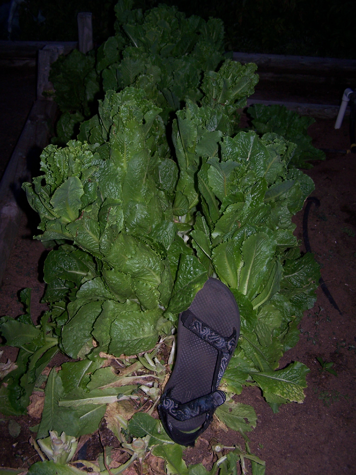spring garden02.jpg