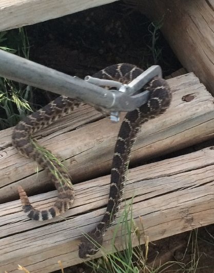 selman snake.jpg