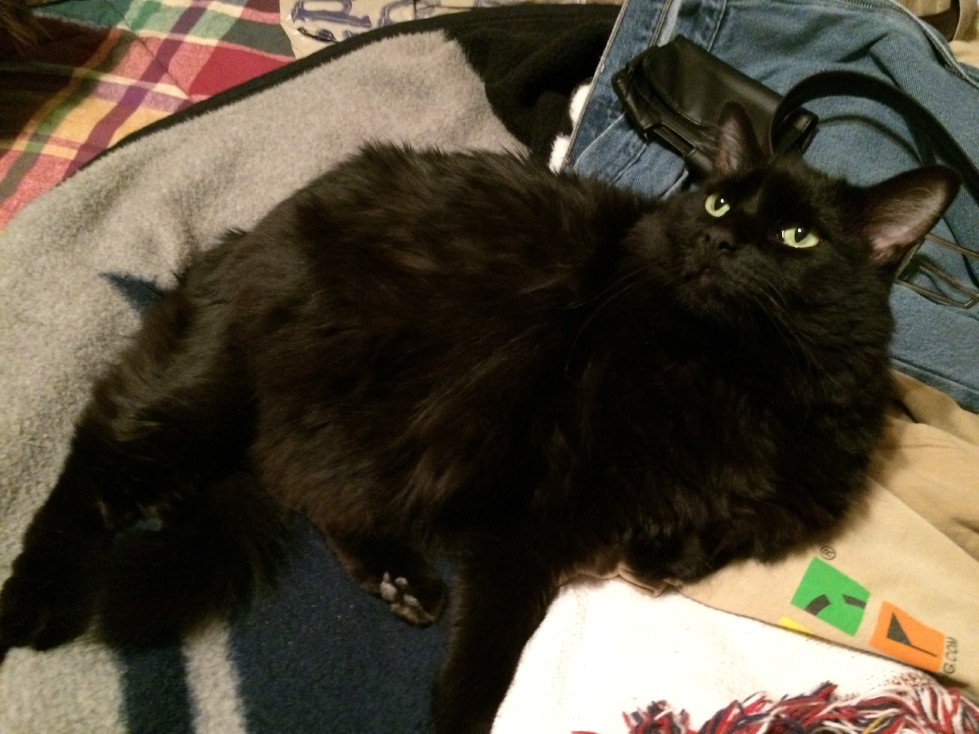 cats03.jpg