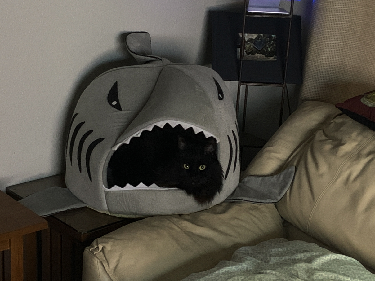 booger shark.jpg