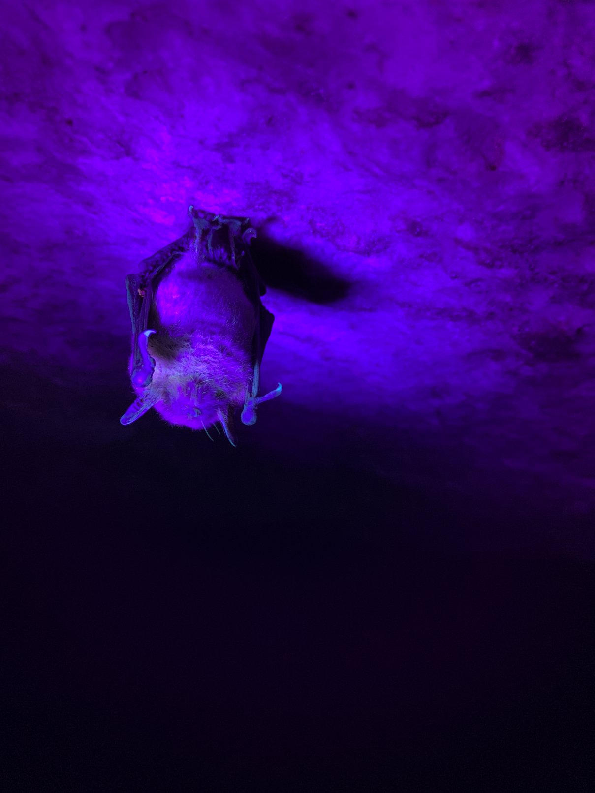 jester2020-40.jpg