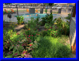 garden11.jpg