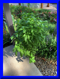 garden12.jpg