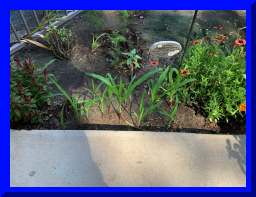 garden13.jpg