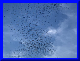 batwatch18.jpg
