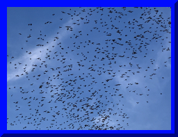 batwatch19.jpg
