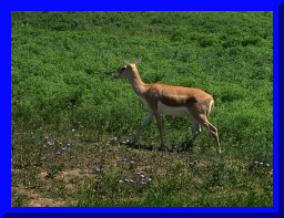 safari04.jpg