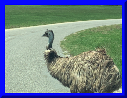 safari05.jpg