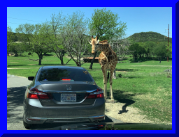 safari14.jpg