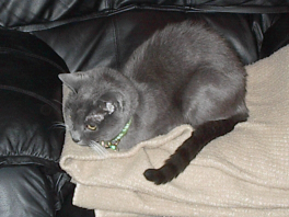 turd06.jpg